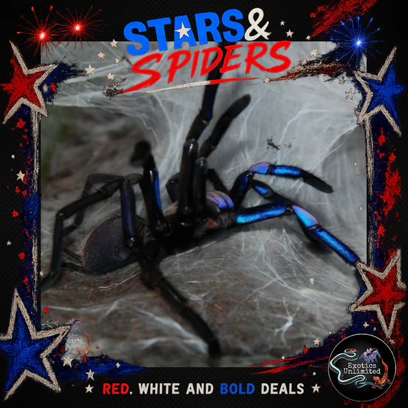 Master Your Arachnid Collection