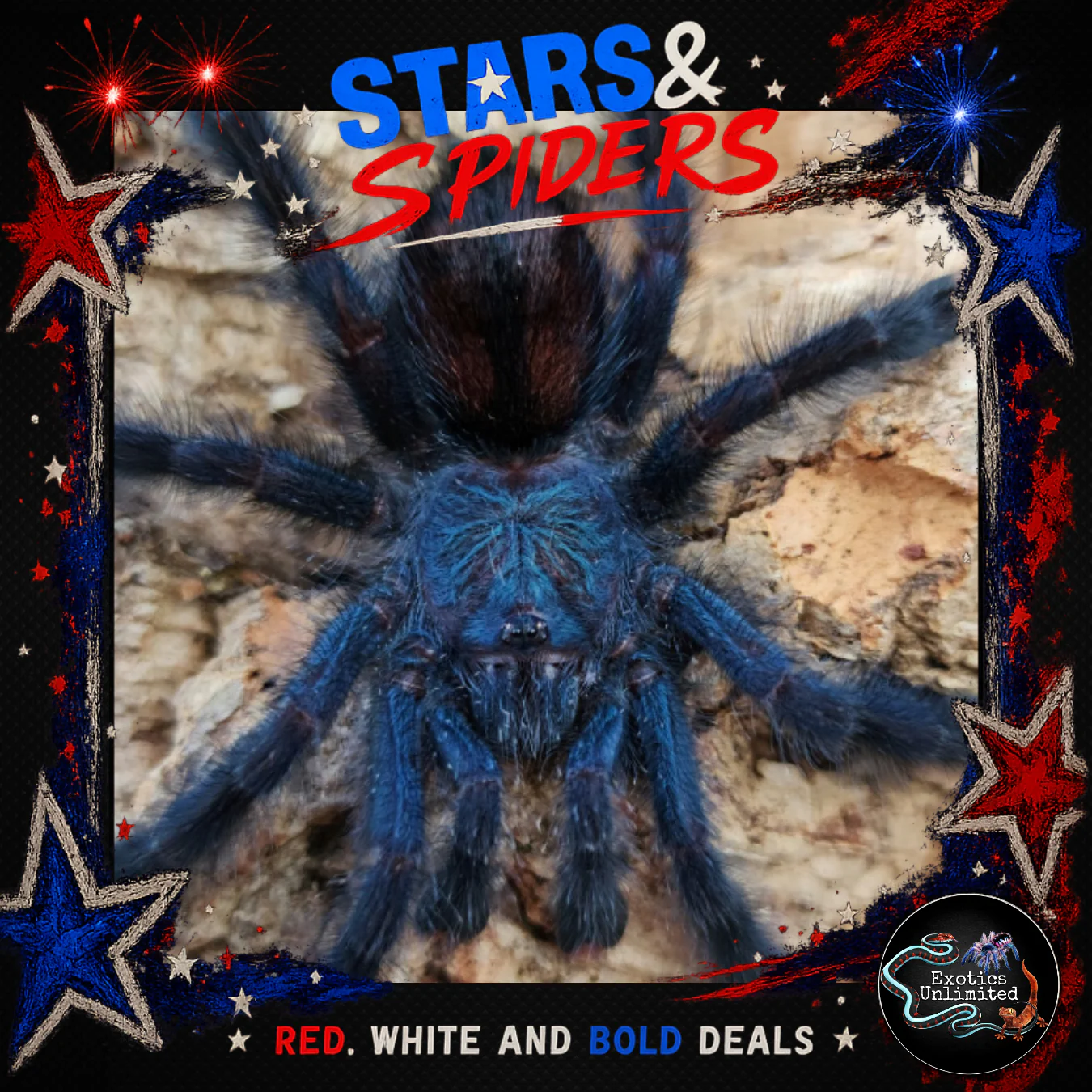 Available Wholesale Invertebrates