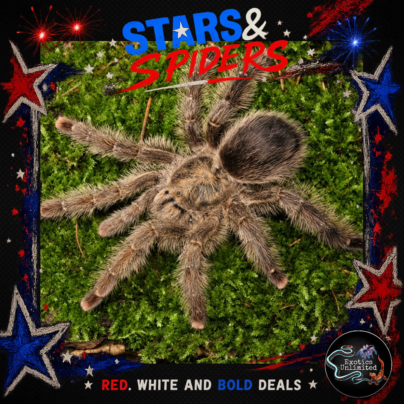 New World Tarantulas