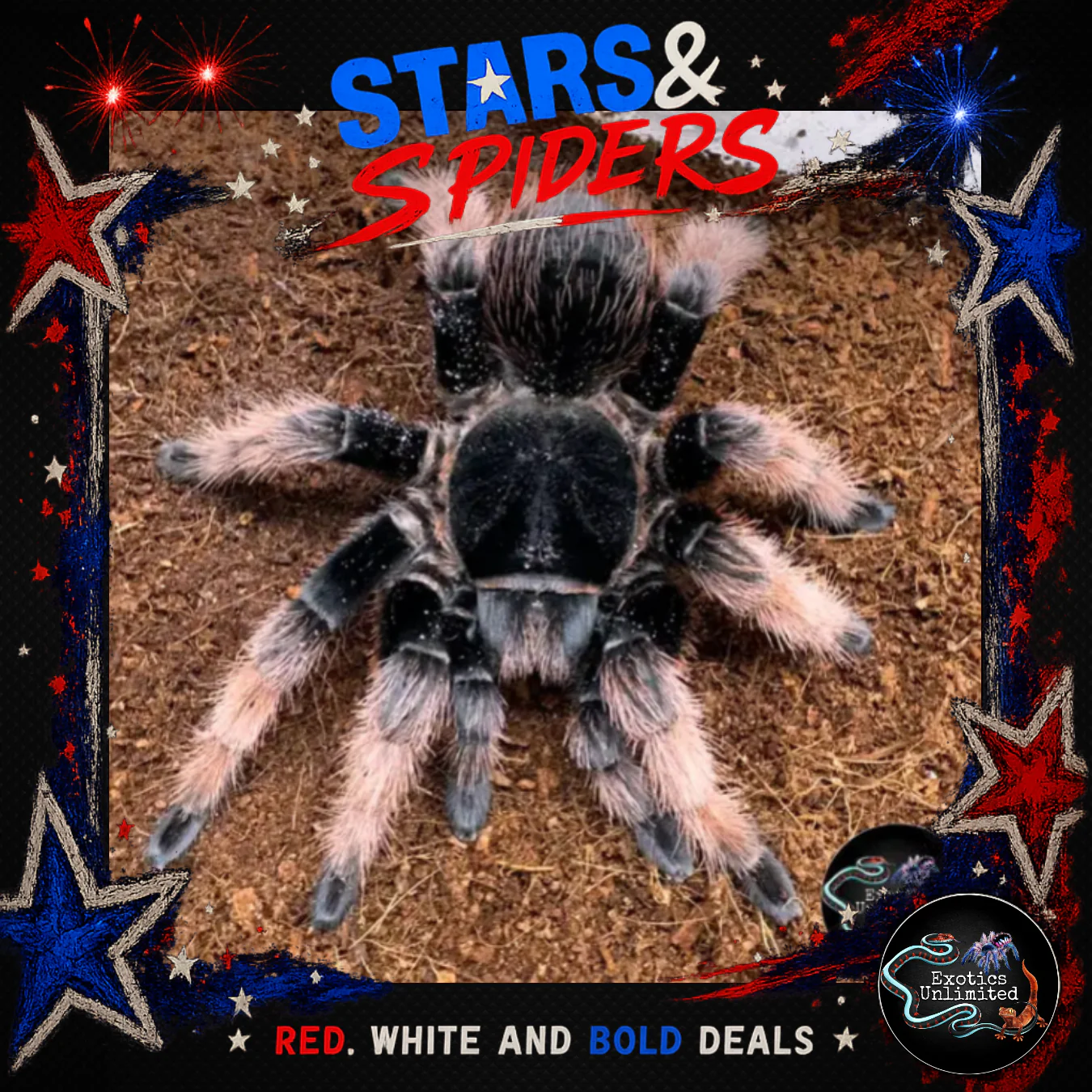 Stars & Spiders Sale