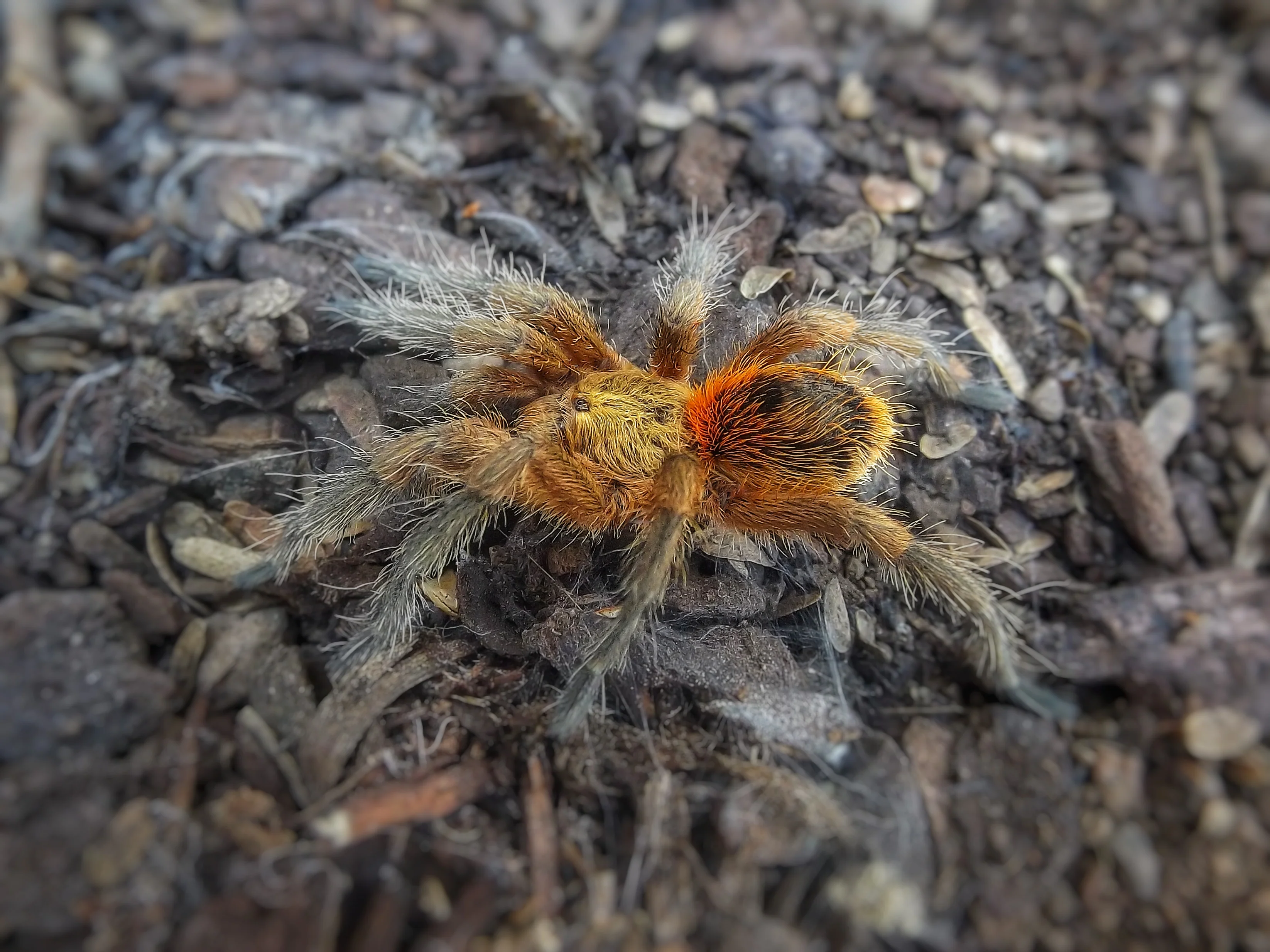 Best Female Tarantulas for Sale | Exotics Unlimited