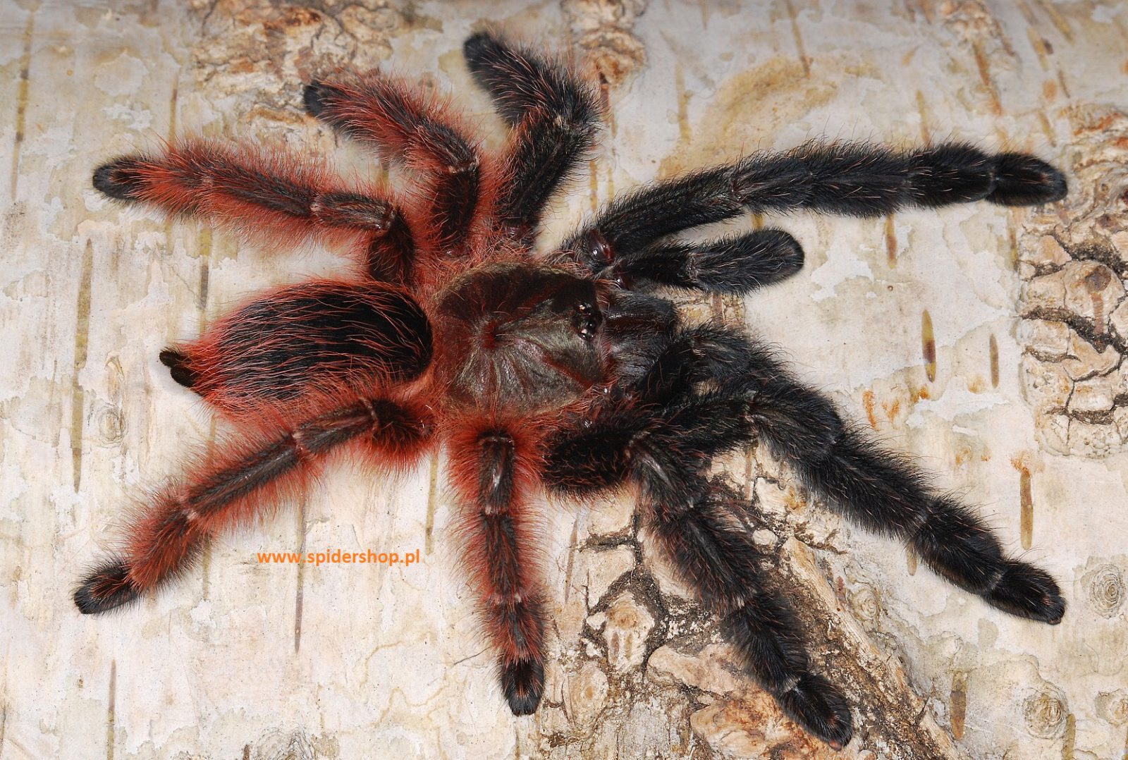All Invertebrates & Tarantulas For Sale
